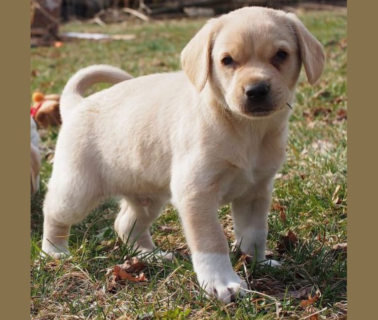 Neddy, a Miniature Schnauzer and Labrador Retriever mix tested with EmbarkVet.com