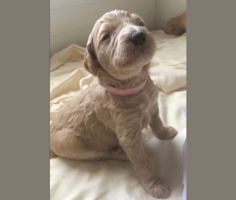 Photo of Snow (Mabel), a Goldendoodle  in Hobbs, New Mexico, USA