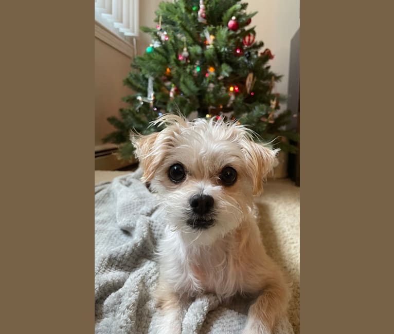 Cannoli, a Chihuahua and Lhasa Apso mix tested with EmbarkVet.com