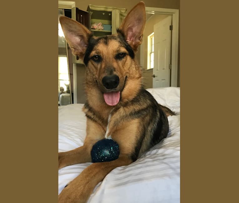 Maskless shop german shepherd