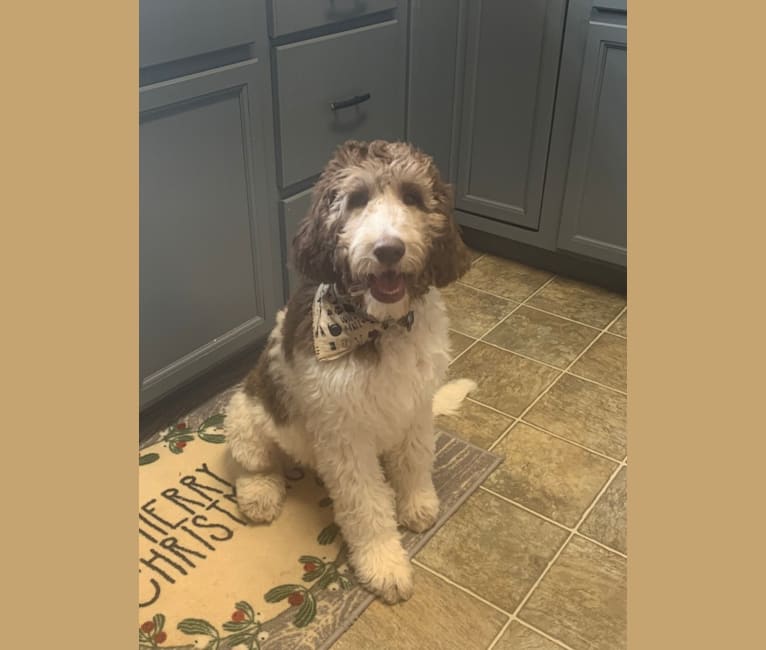 Photo of Oakley, a Goldendoodle  in Knoxville, TN, USA
