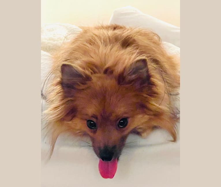 Photo of Barkley, a Pomeranian (14.7% unresolved) in California, USA