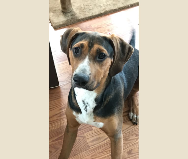 Jack russell coonhound mix sale