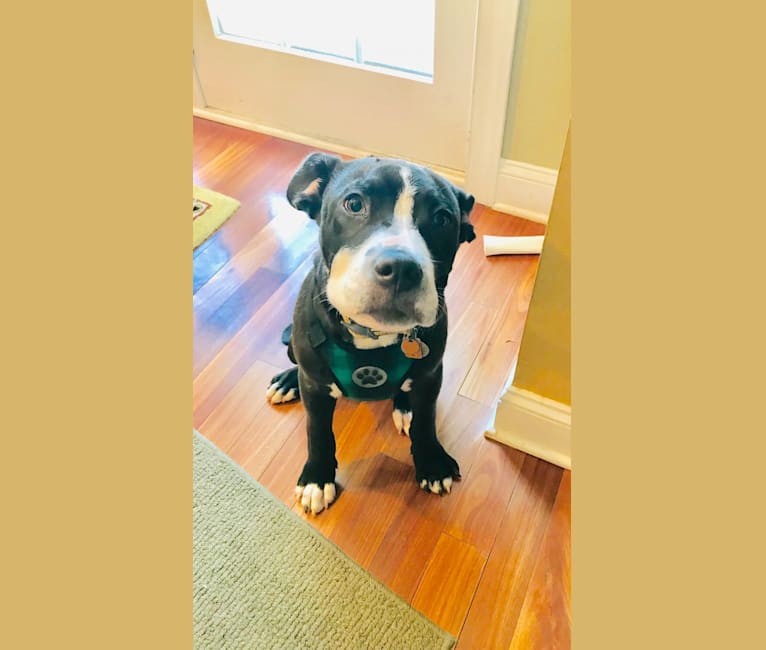 Photo of Marvin, an American Pit Bull Terrier, Cocker Spaniel, Rottweiler, American Staffordshire Terrier, and Perro de Presa Canario mix in West Chester, Pennsylvania, USA
