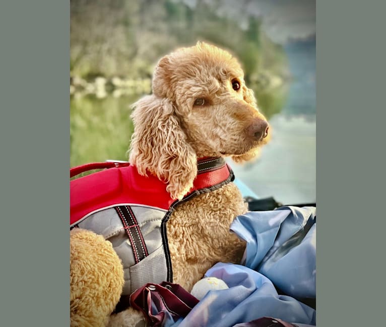 Photo of Ruby Rae, a Poodle (Standard)  in Donora, PA, USA