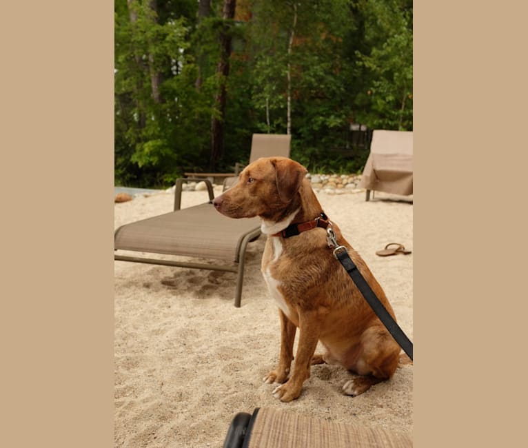 Reese, a Staffordshire Terrier and Labrador Retriever mix tested with EmbarkVet.com