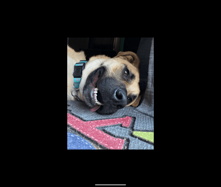 Link, a German Shepherd Dog and Boxer mix tested with EmbarkVet.com