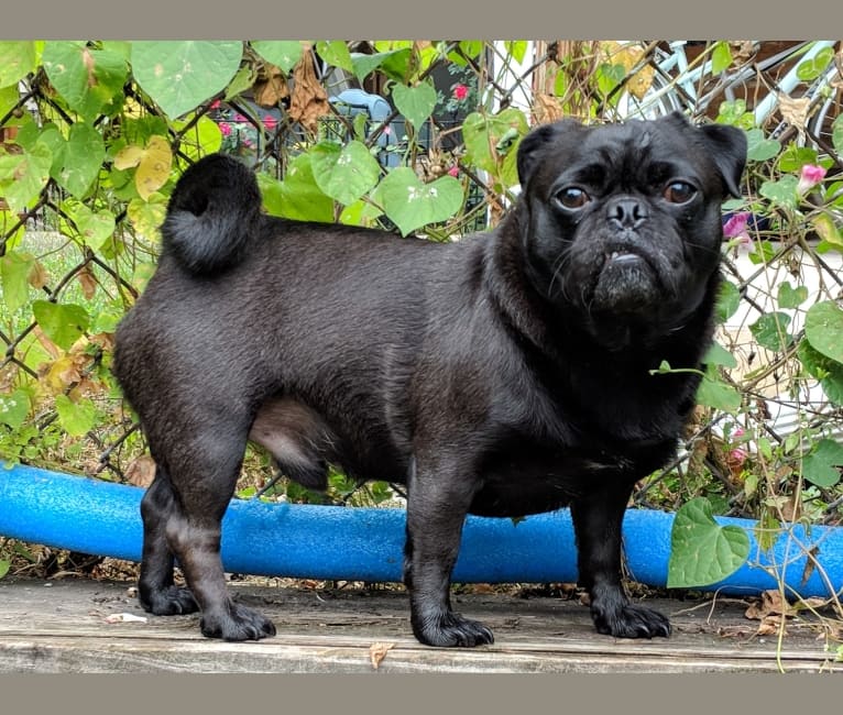 Embark Dog DNA Test Breed