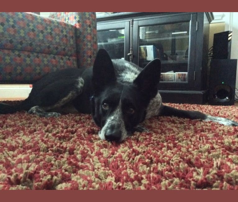 Bandit, a German Shepherd Dog and Border Collie mix tested with EmbarkVet.com