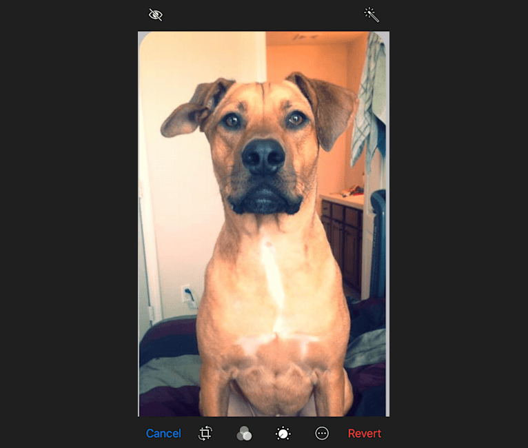 Rhodesian ridgeback pit top