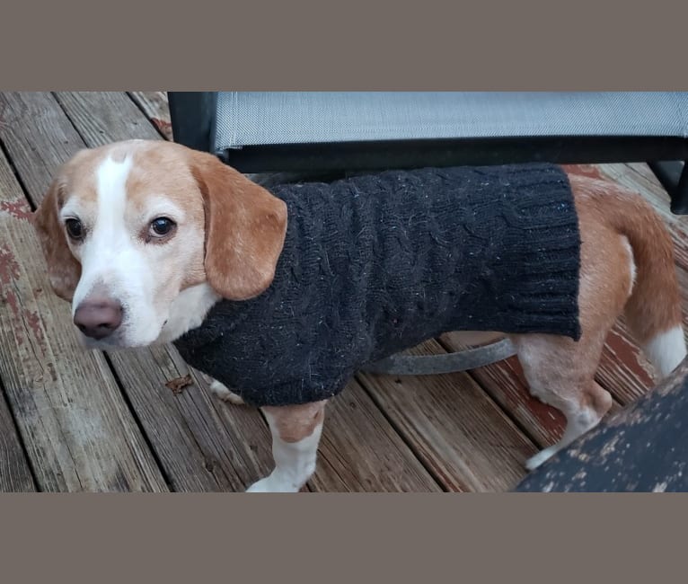 Photo of T T (Todd), a Beagle 