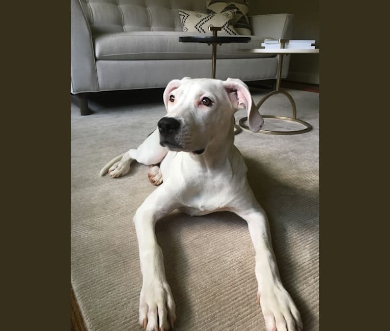 White american foxhound shop