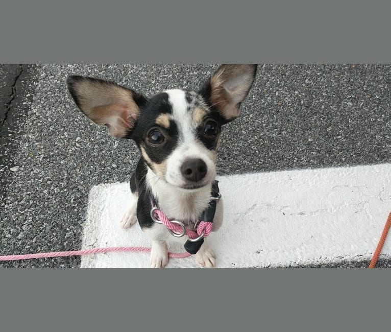 Rin, a Chihuahua tested with EmbarkVet.com