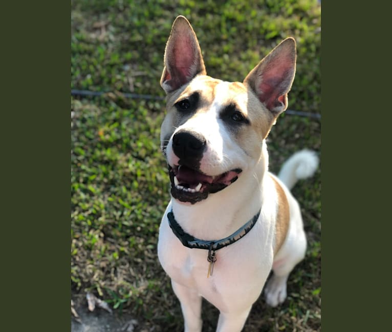 Nelson (Nelly), an Akita and American Pit Bull Terrier mix tested with EmbarkVet.com