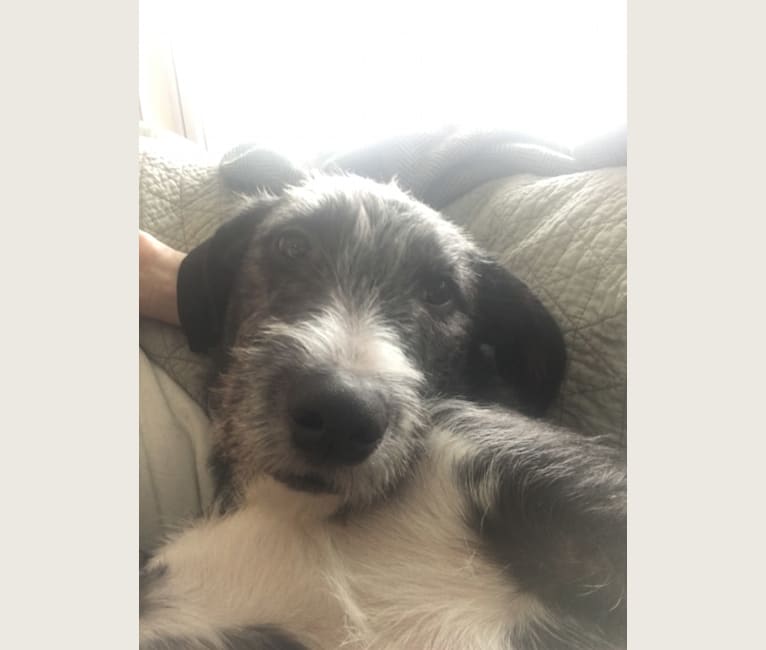 Harry, an Old English Sheepdog and American Pit Bull Terrier mix tested with EmbarkVet.com