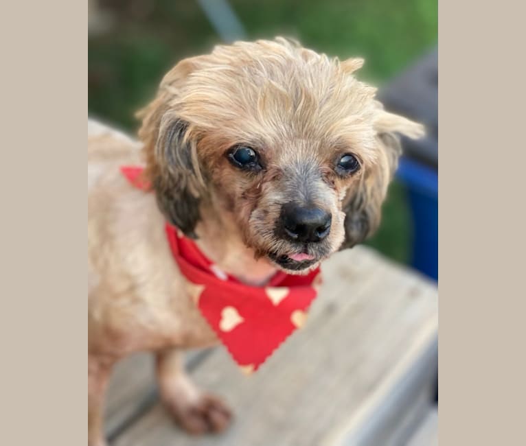Rose, a Dachshund and Pekingese mix tested with EmbarkVet.com