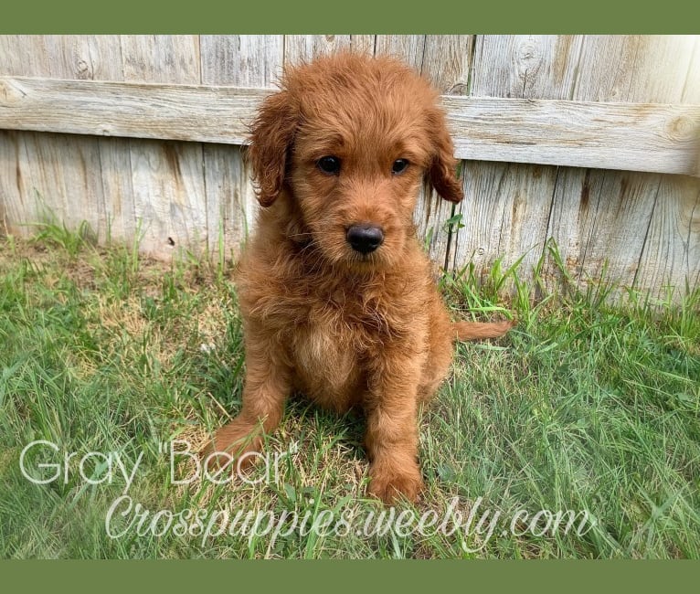 Photo of Gray Collar, a Goldendoodle  in Idaho Falls, ID, USA