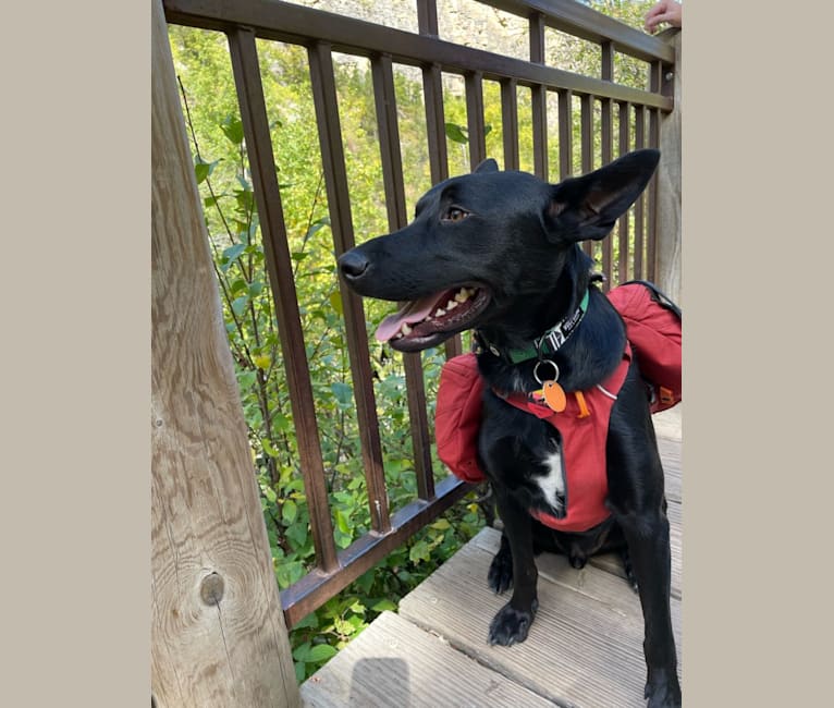 Smokey, an Australian Kelpie tested with EmbarkVet.com