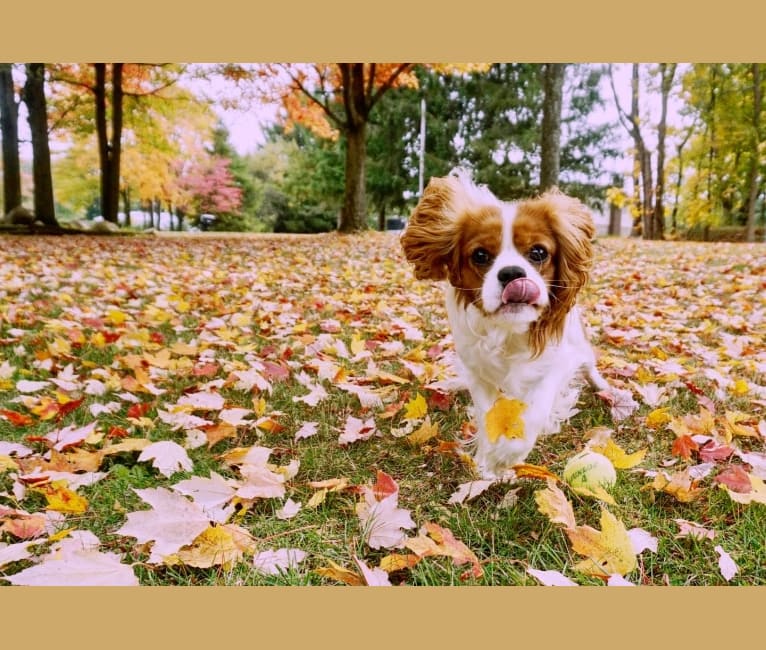 Billy, a Cavalier King Charles Spaniel tested with EmbarkVet.com