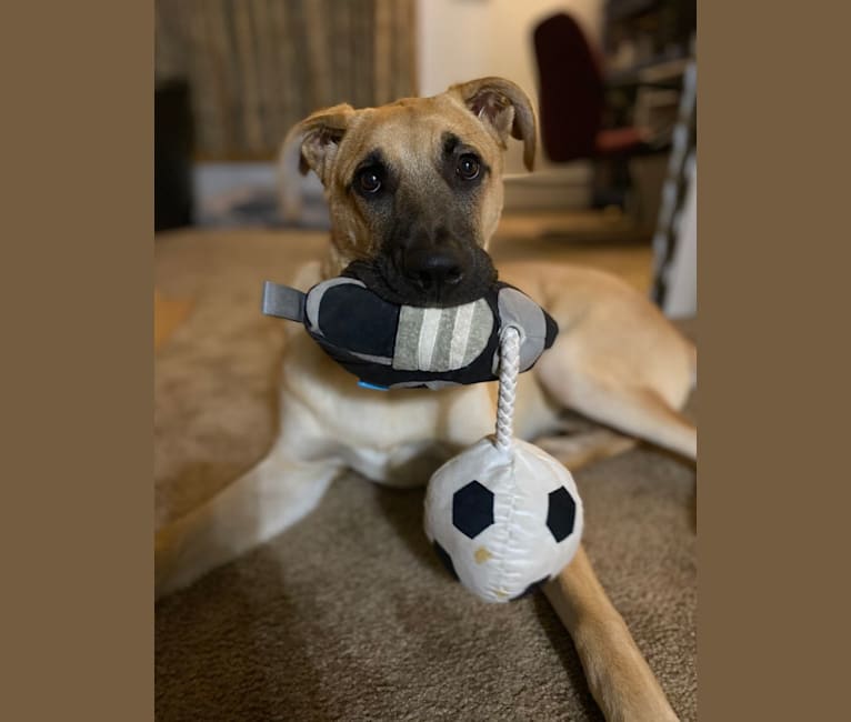 Link, a German Shepherd Dog and Boxer mix tested with EmbarkVet.com