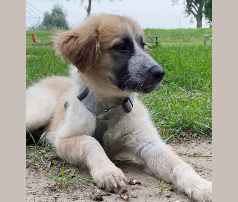 Mika, a West Asian Village Dog tested with EmbarkVet.com