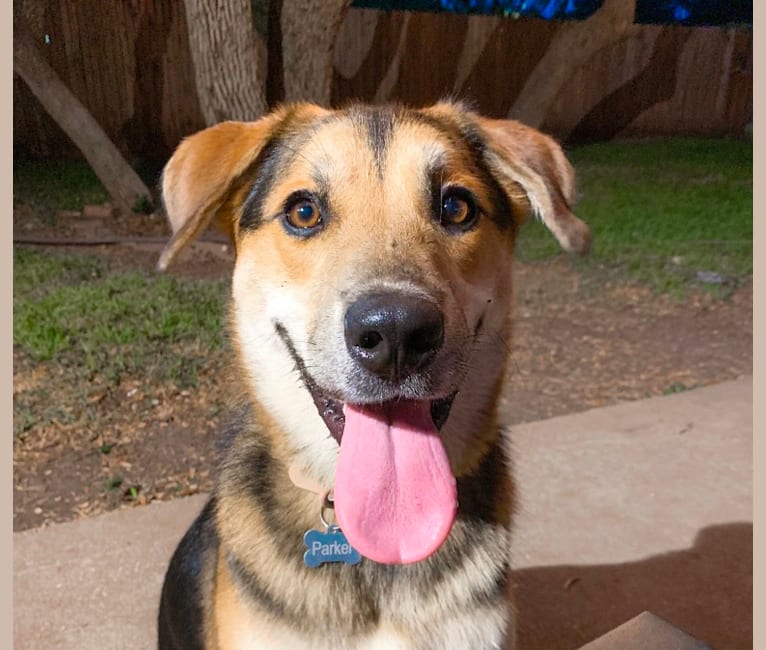 Parker, an Alaskan Malamute and Great Pyrenees mix tested with EmbarkVet.com