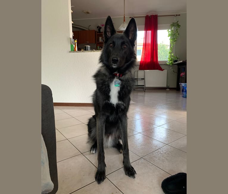 Belgian shepherd cheap and husky mix