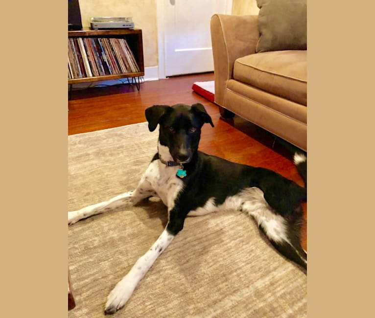 Photo of Fletcher, a Siberian Husky and German Shorthaired Pointer mix in Dallas, Texas, USA