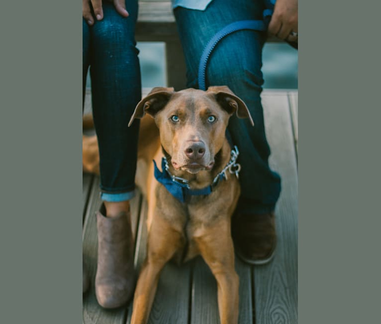 Kylo Ren, a Doberman Pinscher and German Shepherd Dog mix tested with EmbarkVet.com