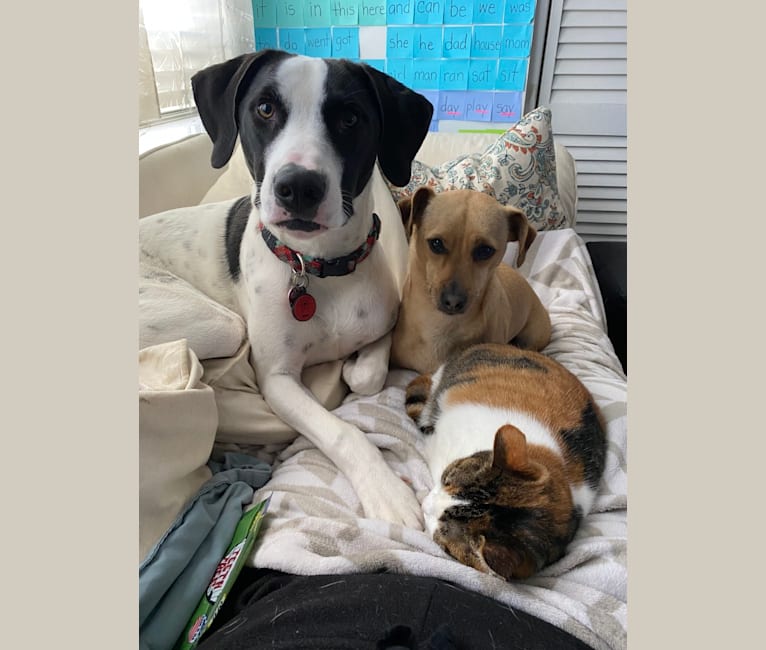 Photo of Wally, a Treeing Walker Coonhound, American Pit Bull Terrier, and Australian Cattle Dog mix in San Leandro, California, USA