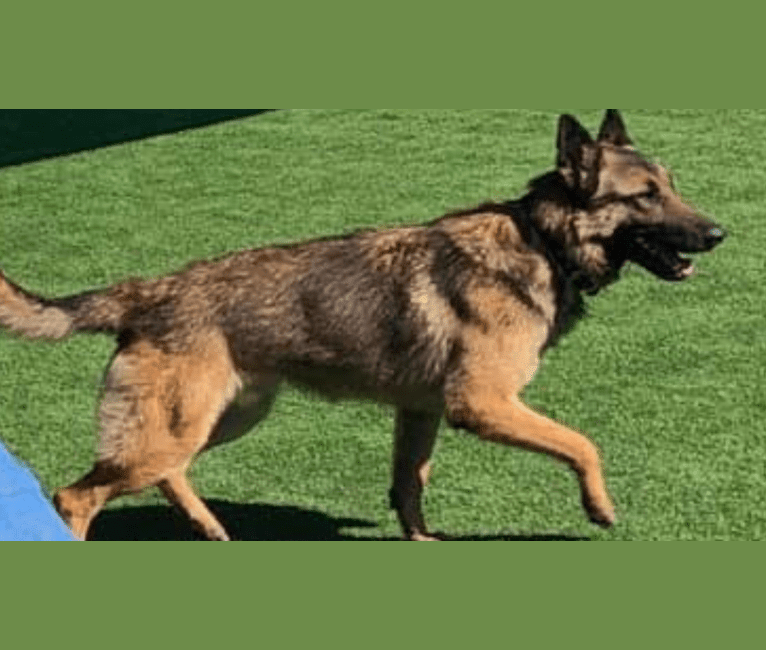 Munch, a German Shepherd Dog and Belgian Malinois mix tested with EmbarkVet.com