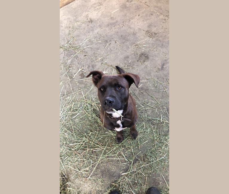 Timber, an American Bully and Chesapeake Bay Retriever mix tested with EmbarkVet.com