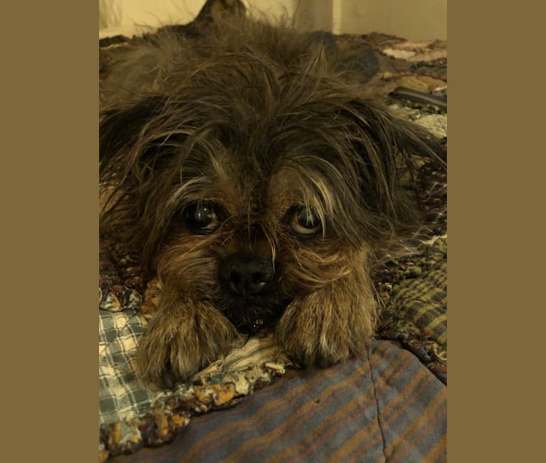 Rufus, a Brussels Griffon tested with EmbarkVet.com