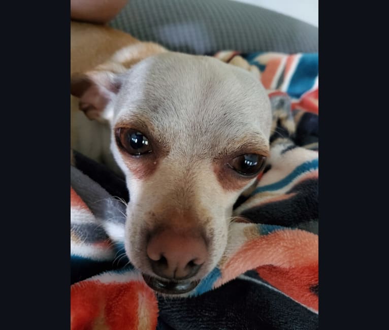 Panilla, a Chihuahua (12.9% unresolved) tested with EmbarkVet.com