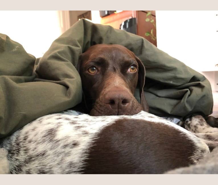 Juniper, a German Shorthaired Pointer tested with EmbarkVet.com