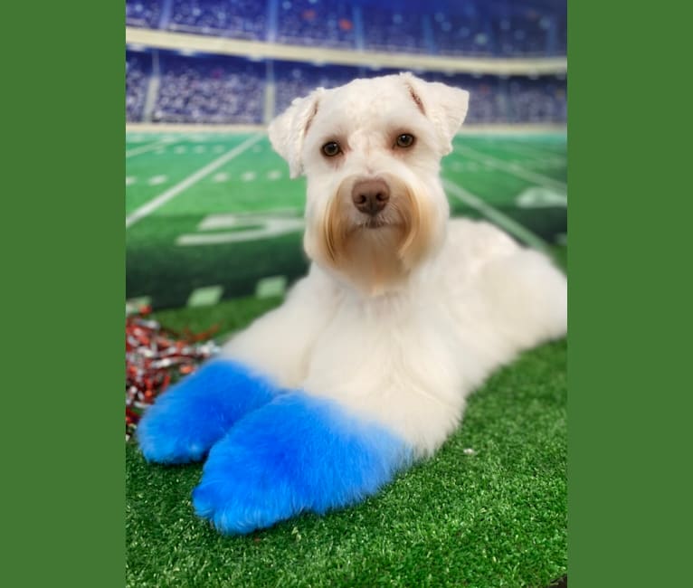 Watson, a Miniature Schnauzer tested with EmbarkVet.com