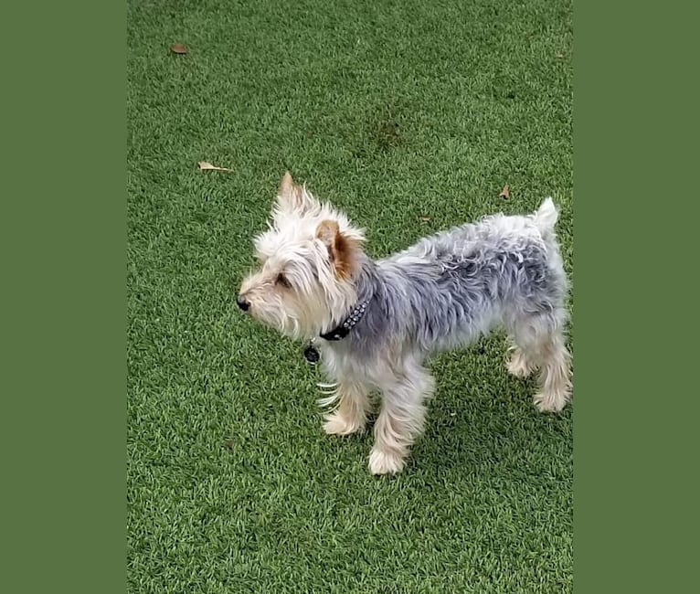 Toby, a Morkie tested with EmbarkVet.com