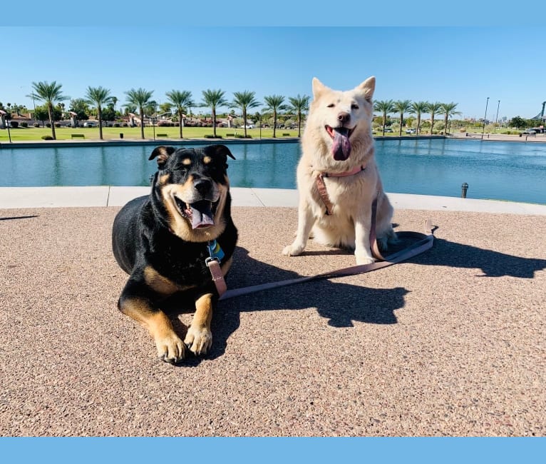 Photo of Daisy, a Chow Chow, American Pit Bull Terrier, German Shepherd Dog, American Bulldog, and Mixed mix in Phoenix, Arizona, USA