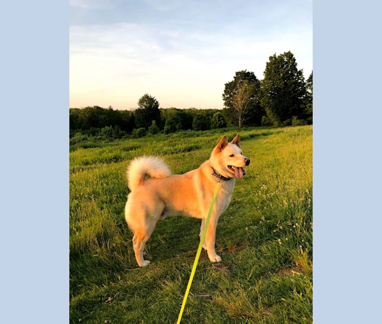 Zeus, a Chow Chow and Australian Cattle Dog mix tested with EmbarkVet.com