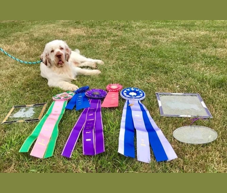 CH Grand Cabin's Kiss The Girl, a Clumber Spaniel tested with EmbarkVet.com
