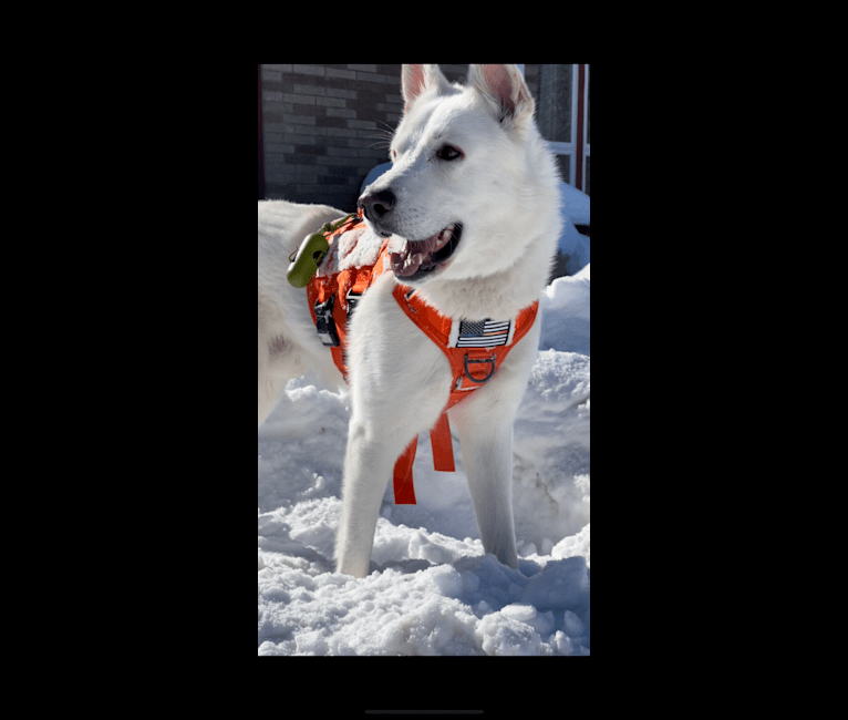 Photo of Apollo, a German Shepherd Dog, Maremma Sheepdog, and Great Pyrenees mix in White, South Dakota, USA