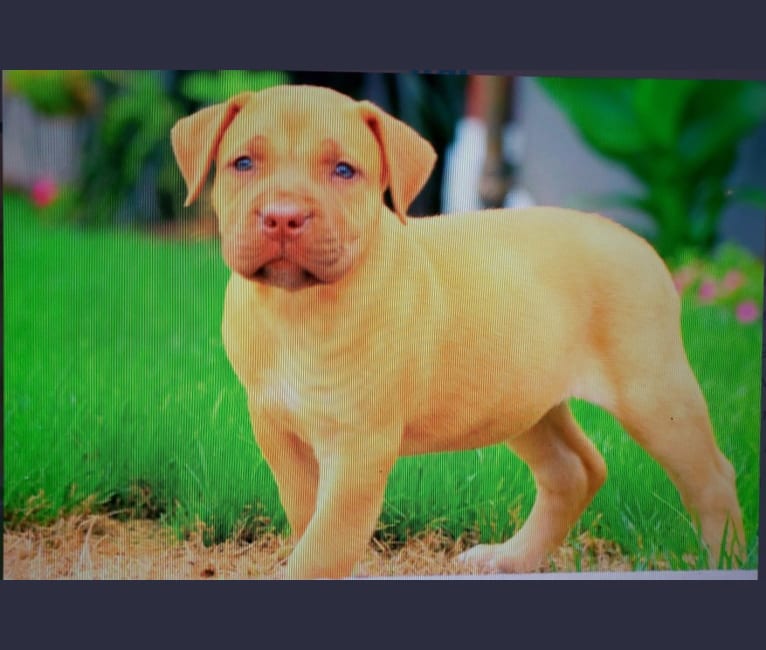 Red nose boerboel sales