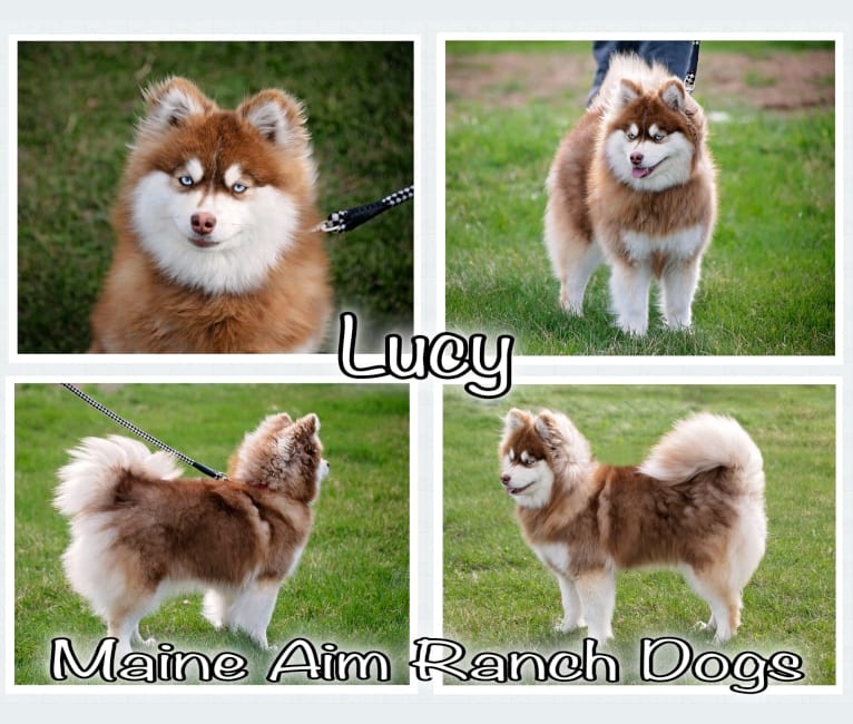 Photo of Lucy, a Pomsky  in Maine Aim Ranch, King, Allerton, IA, USA