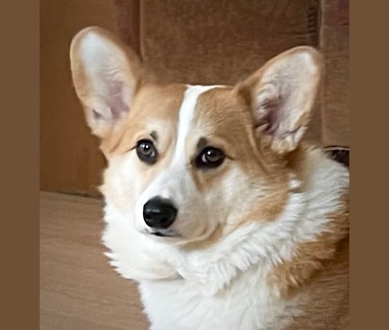 Kudzu (Zuzu), a Pembroke Welsh Corgi tested with EmbarkVet.com