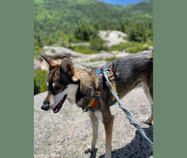 Wasali, an Alaskan-type Husky tested with EmbarkVet.com