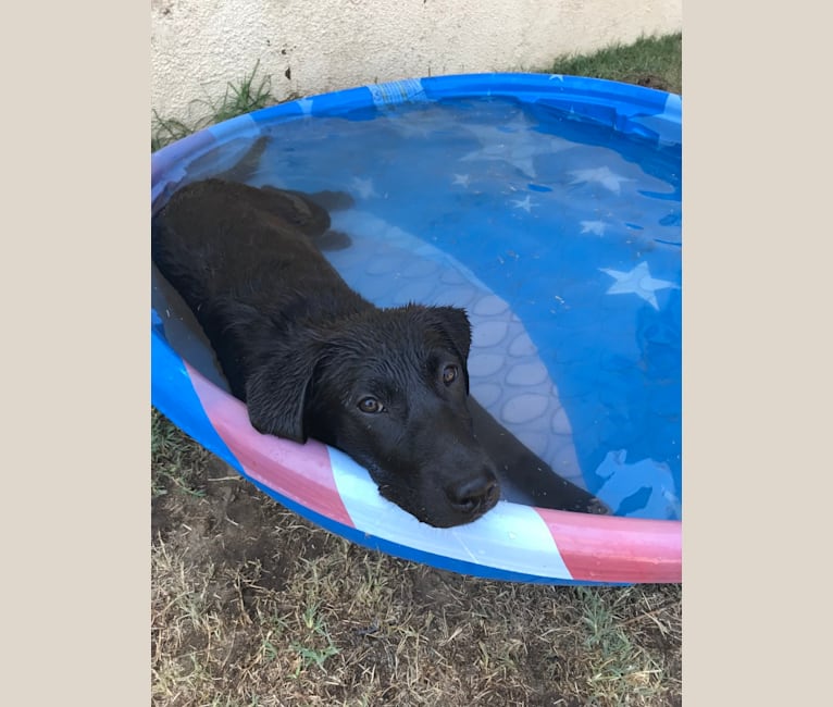 Lucy, a Labrador Retriever and Australian Cattle Dog mix tested with EmbarkVet.com