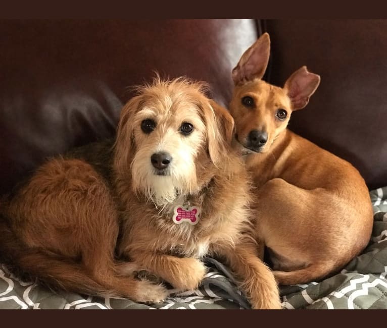 Gracie, a Beagle and Poodle (Small) mix tested with EmbarkVet.com