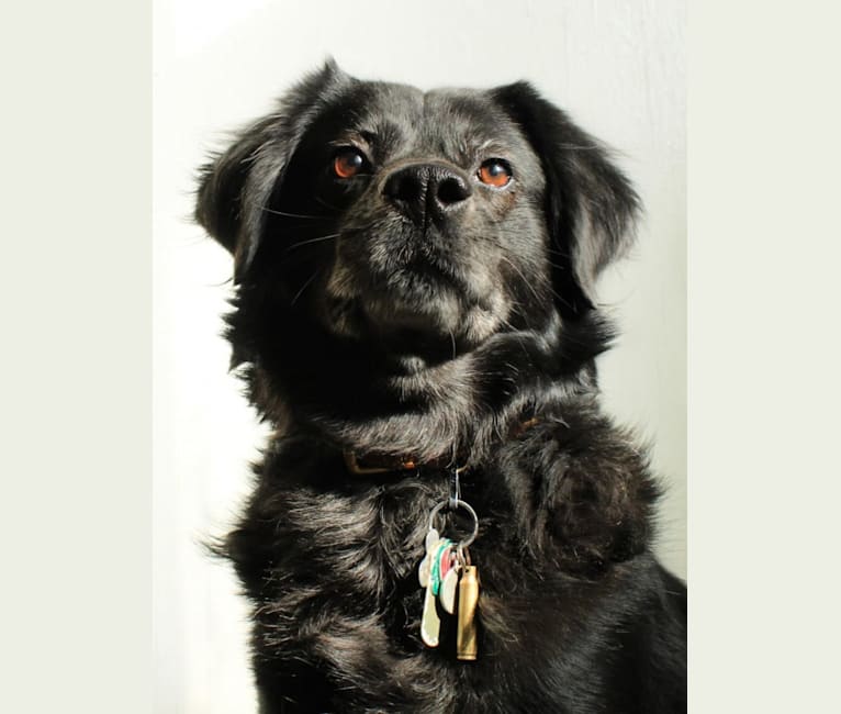 Ozzy, a Rottweiler and Labrador Retriever mix tested with EmbarkVet.com