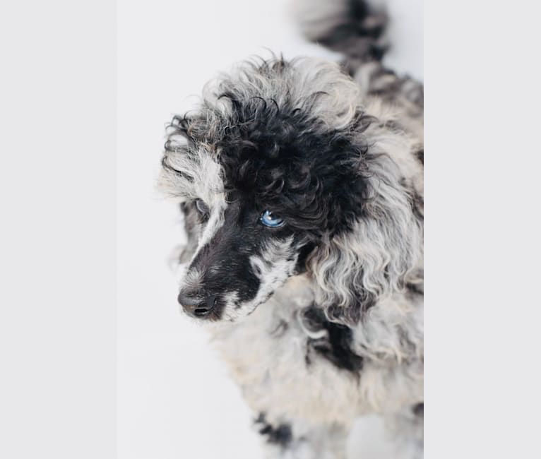 Picasso, a Poodle tested with EmbarkVet.com