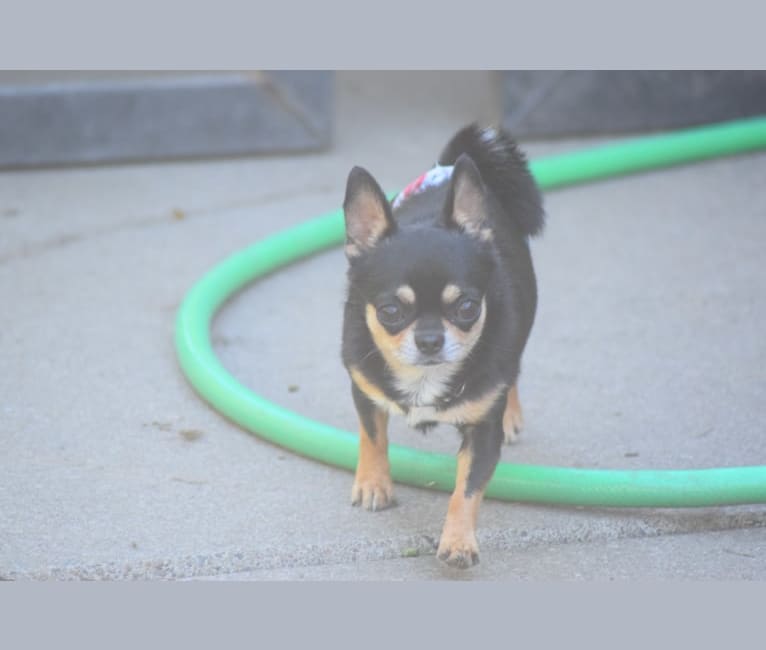 Fonzie, a Chihuahua tested with EmbarkVet.com